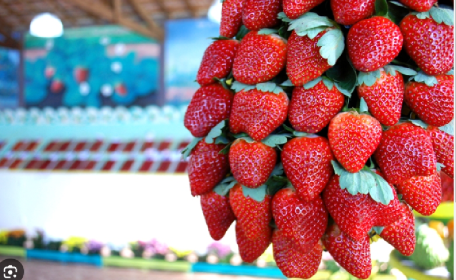 Anuncie com a ES Outdoor, parte do Grupo Intelicom, na Festa do Morango em Domingos Martins e Colha os Frutos do Sucesso!